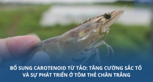 Bổ sung carotenoid từ tảo: Tăng cường sắc tố và sự phát triển ở tôm thẻ chân trắng